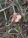 CHAMPIGNON