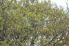 ARBRE