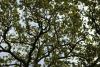 arbre
