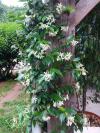 JASMIN
