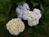 PIVOINE