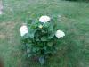 Pivoine