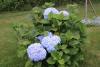 HORTANSIA