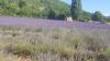lavande provence
