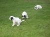 chiot