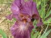 iris 2013