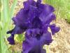 iris 2013
