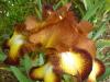 iris 2013
