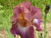iris 2013