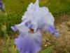 iris 2013