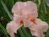 iris 2013