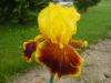 iris