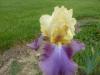 iris