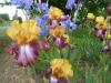 iris
