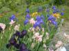iris