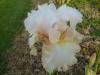 iris 2016