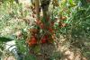 tomates