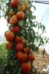 tomates