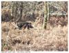 Sanglier