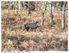 Sanglier