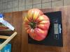 Petite tomate bio