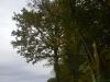 MON ARBRE DR TIRE