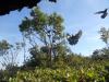volants