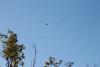Migration