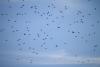 Migration