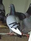 pigeons ailes blanches