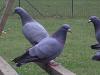 bleu sans barres