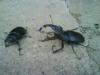 chasse dangereuse