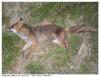 RENARD