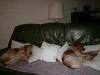 Tosca & Grany