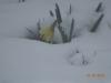 jonquille sous la neige