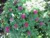 roses anciennes