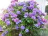 hortensia à 2 couleurs sur le mçeme pied