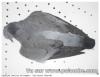 Pigeon colombin