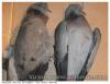 Pigeon colombin