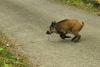 sanglier