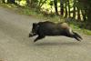 Sanglier