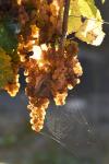 Vendanges