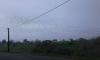 hivernante