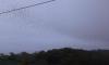 hivernante