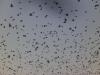 migration 2012