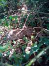 Lapin de Pâques