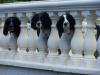 mes chiens