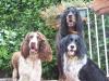 mes chiens