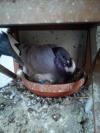Pigeon