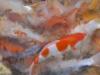 koi